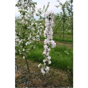 ŚLIWA kolumnowa odporna na mróz - sadzonki 80 / 100 cm